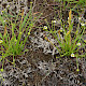 Baldellia ranunculoides