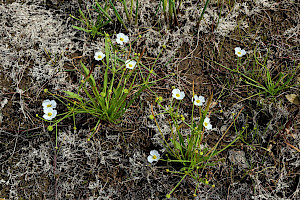 Lesser Water-plantain: Baldellia ranunculoides