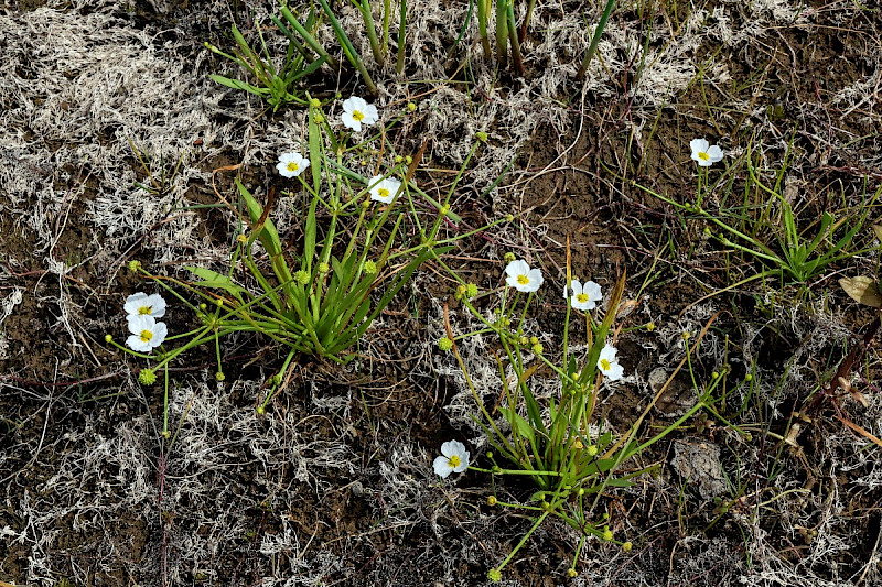 Baldellia ranunculoides - &copy; Charles Hipkin