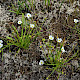 Baldellia ranunculoides