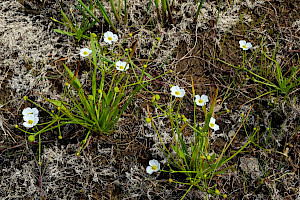 Baldellia ranunculoides Lesser Water-plantain