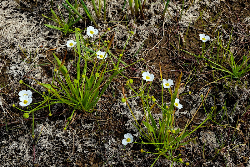 Baldellia ranunculoides - &copy; Charles Hipkin