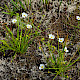 Baldellia ranunculoides