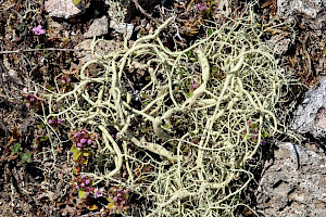 String-of-sausage Lichen: Usnea articulata