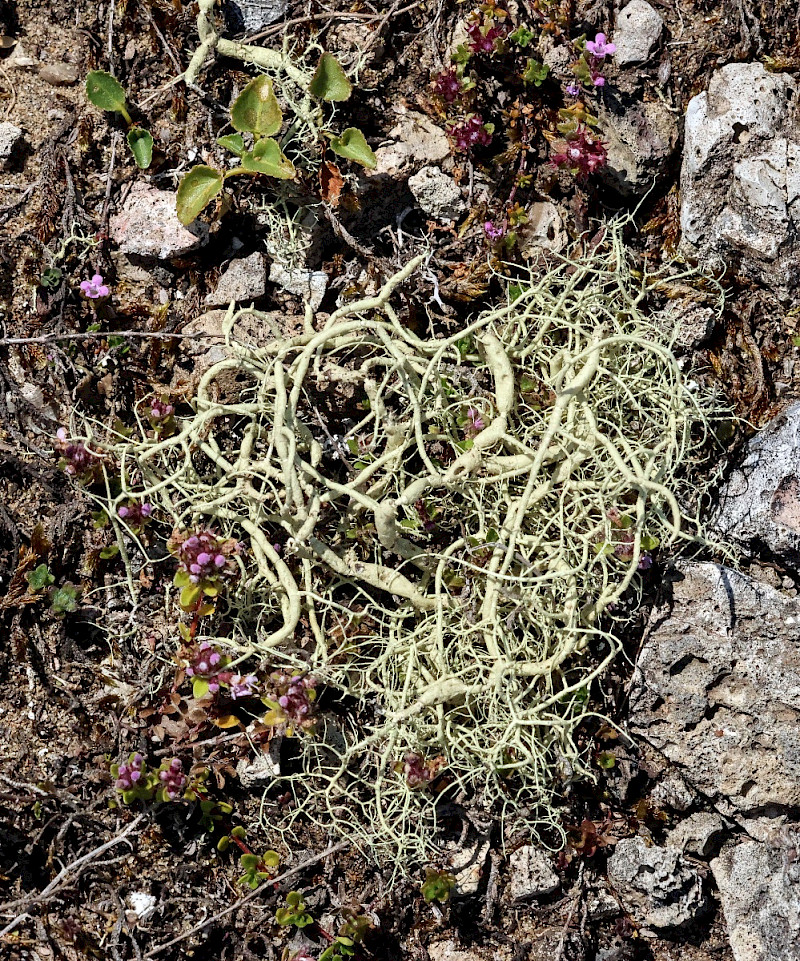 Usnea articulata - &copy; Charles Hipkin