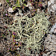 Usnea articulata