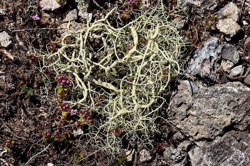 Usnea articulata - &copy; Charles Hipkin