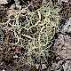Usnea articulata