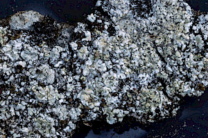 Moss Lichen: Diploschistes muscorum