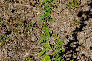 Hypericum x desetangsii H. maculatum x perforatum