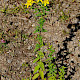 Hypericum x desetangsii