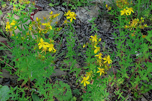 H. maculatum x perforatum: Hypericum x desetangsii