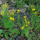 Hypericum x desetangsii