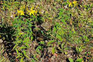 H. maculatum x perforatum: Hypericum x desetangsii