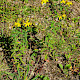 Hypericum x desetangsii