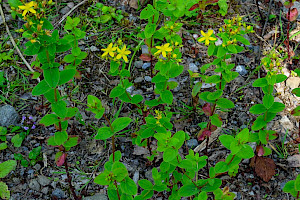 Square-stalked St John's-wort: Hypericum tetrapterum