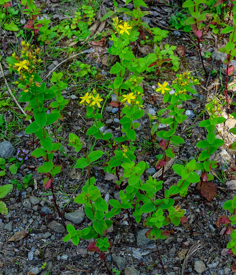 Hypericum tetrapterum - &copy; Charles Hipkin