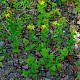 Hypericum tetrapterum