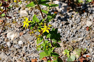 Square-stalked St John's-wort: Hypericum tetrapterum