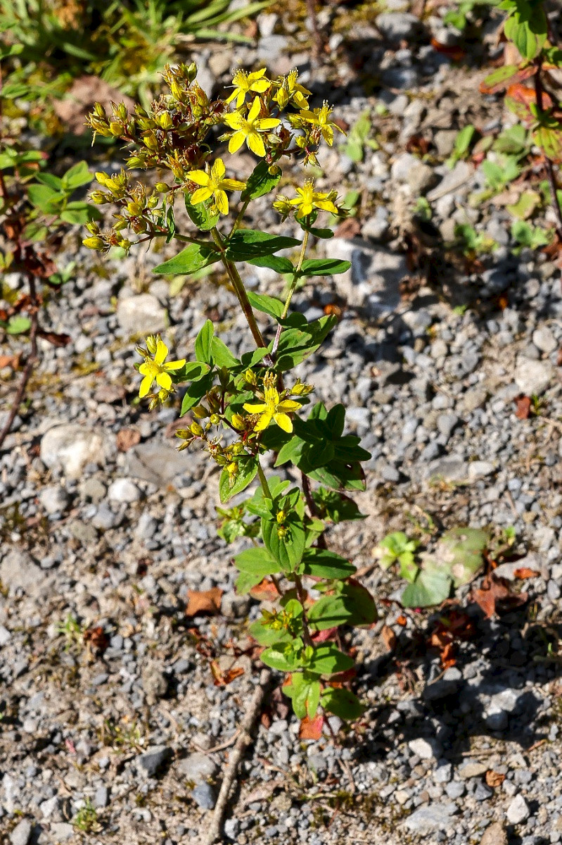 Hypericum tetrapterum - &copy; Charles Hipkin