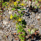 Hypericum tetrapterum