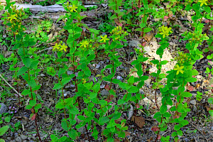 Square-stalked St John's-wort: Hypericum tetrapterum