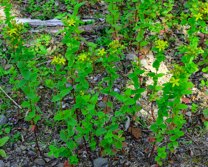 Hypericum tetrapterum - &copy; Charles Hipkin