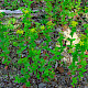 Hypericum tetrapterum