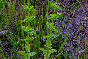 Hypericum tetrapterum Square-stalked St John's-wort