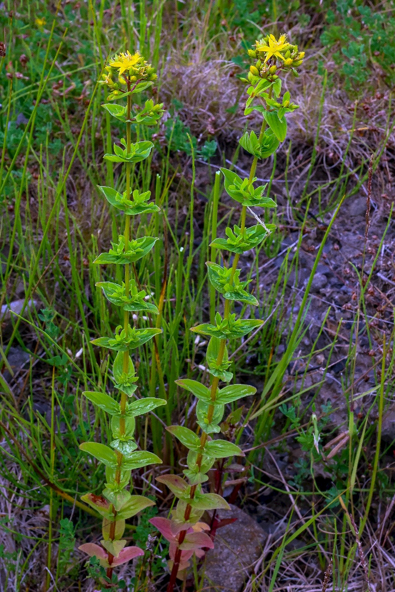 Hypericum tetrapterum - &copy; Charles Hipkin