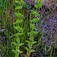 Hypericum tetrapterum