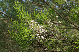 Tree Heath: Erica arborea