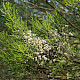 Erica arborea