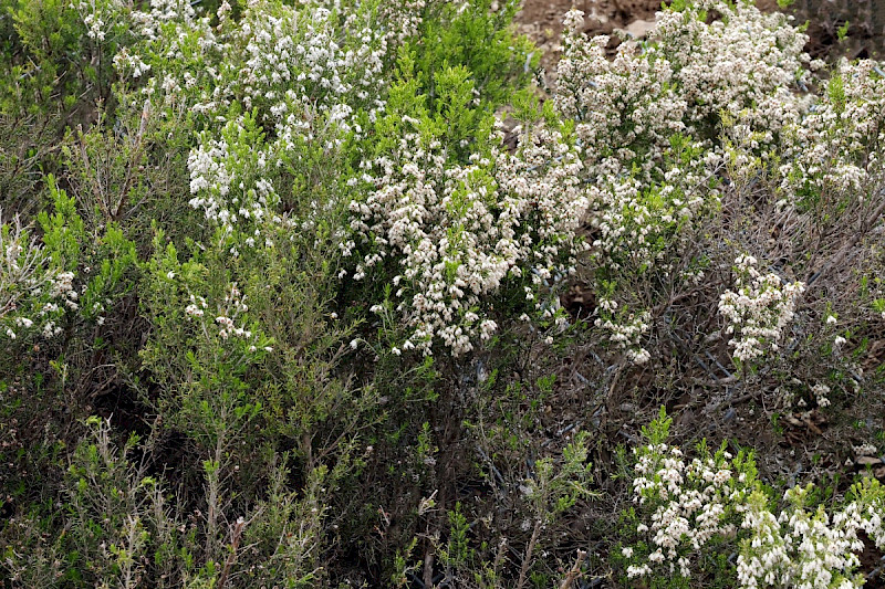 Erica arborea - &copy; Charles Hipkin