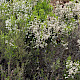 Erica arborea