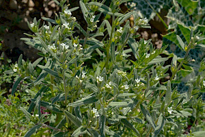 Common Gromwell: Lithospermum officinale