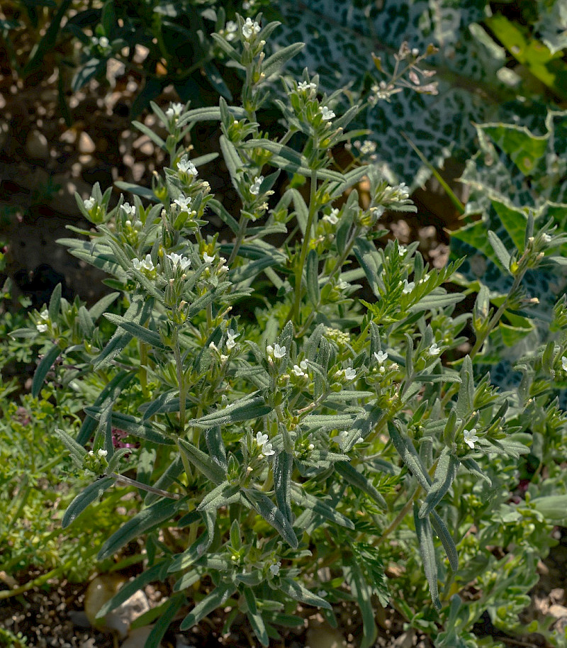 Lithospermum officinale - &copy; Charles Hipkin