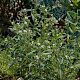 Lithospermum officinale