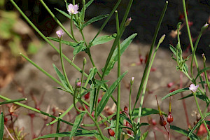 Epilobium tetragonum Square-stalked Willowherb