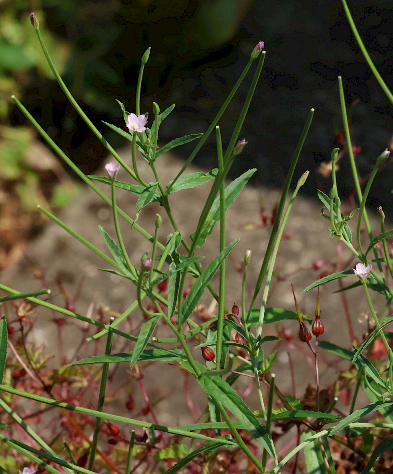 Epilobium tetragonum - &copy; Charles Hipkin