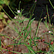 Epilobium tetragonum