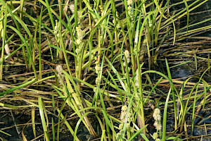 Unbranched Bur-reed: Sparganium emersum