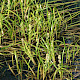 Sparganium emersum
