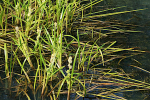 Unbranched Bur-reed: Sparganium emersum