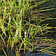 Sparganium emersum