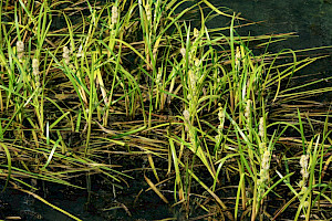 Unbranched Bur-reed: Sparganium emersum