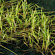 Sparganium emersum