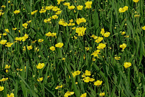 Greater Spearwort: Ranunculus lingua