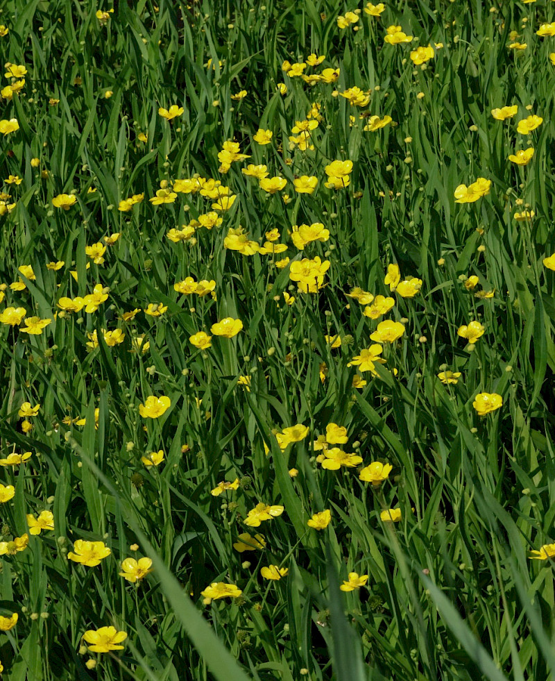 Ranunculus lingua - &copy; Charles Hipkin