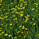 Ranunculus lingua